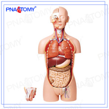 PNT-0300 modelo de torso humano de 85 cm 27parts, costas abertas, dual-sex